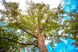 Best Tree Risk Assessment  in Glen Alpine, NC