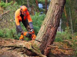 Why Choose Our Tree Removal Services in Glen Alpine, NC?