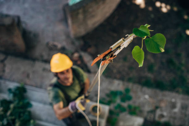 Best Stump Grinding and Removal  in Glen Alpine, NC