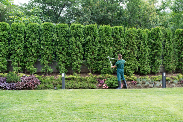 Best Lawn Renovation and Restoration  in Glen Alpine, NC