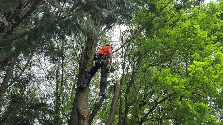 Best Leaf Removal  in Glen Alpine, NC