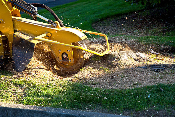 Best Tree Maintenance Programs  in Glen Alpine, NC