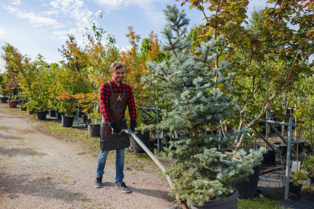 Trusted Glen Alpine, NC  Tree Services Experts