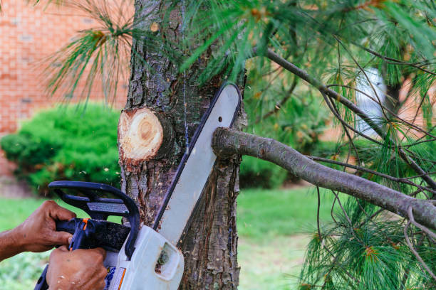 Best Fruit Tree Pruning  in Glen Alpine, NC